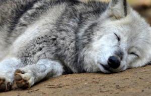 كيف ينام الذئب