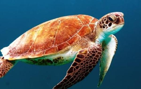 أنواع السلاحف الموجودة في البحار والمحيطات
