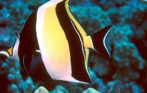 أنواع سمك البحر الأحمر