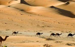 بحث عن البيئة الصحراوية