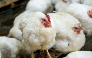 علاج إنفلونزا الطيور عند الدجاج
