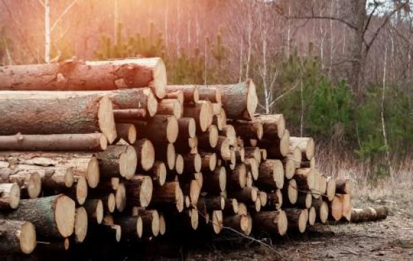 مفهوم الخشب الصلب