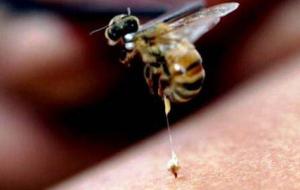 فوائد سم النحل للبشرة