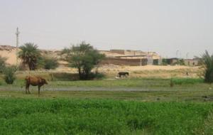 أهمية الزراعة فى مصر