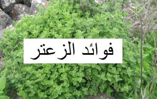 فوائد الزعتر البري للربو