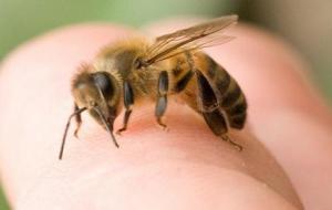 فوائد قرص النحل للإنسان