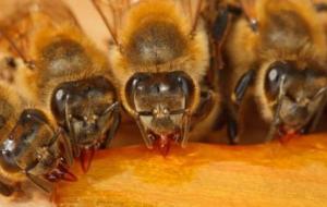 فوائد قرص النحل لمرضى السكر