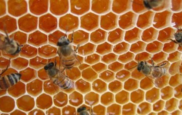 فوائد العسل الحر