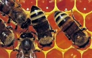 فوائد عسل غذاء ملكات النحل