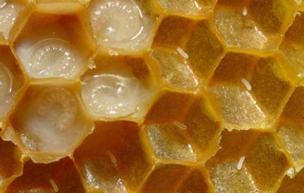 فوائد عسل ملكات النحل