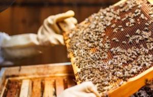 كيفية تربية النحل وإنتاج العسل