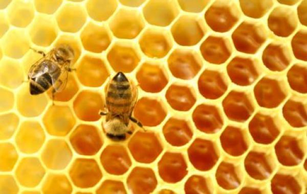 أفضل أنواع العسل للعلاج