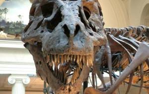 كيف انقرضت الديناصورات عن الأرض