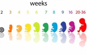 مراحل الحمل أسبوع بأسبوع