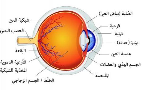 أجزاء العين ووظائفها