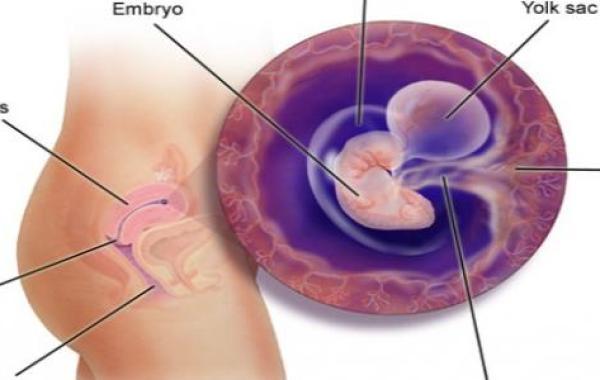 تكوين الجنين فى الشهر الأول