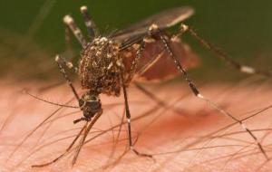 طرق انتقال مرض الملاريا