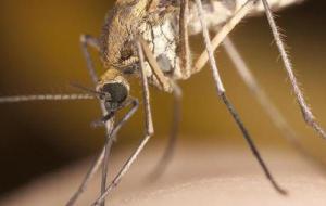 علاج مضاعفات الملاريا