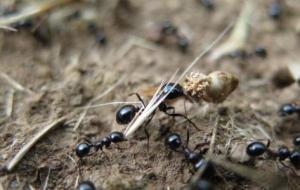 فوائد زيت النمل وأضراره
