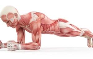 كم عدد عضلات جسم الانسان