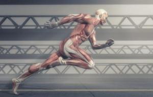 كيف ترتبط العضلات بالعظام