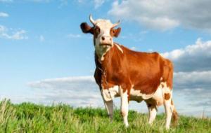 كيفية علاج مرض جنون البقر