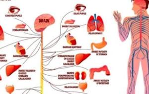 ما هي أمراض الجهاز العصبي