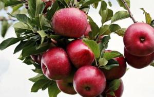 فوائد التفاح للتخلص من الإمساك