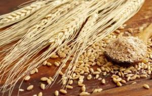 فوائد حبوب القمح