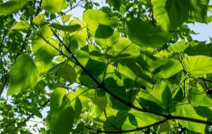فوائد شجرة الباولونيا