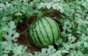 طريقة زراعة البطيخ