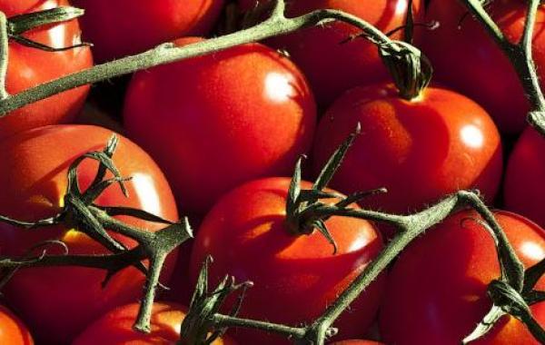 طريقة زراعة طماطم