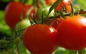 كيف تزرع الطماطم في المنزل