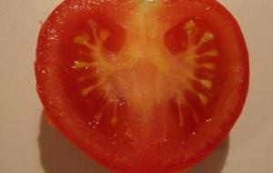 كيف تزرع بذور الطماطم