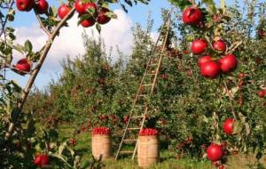 كيفية زراعة التفاح