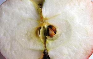كيفية زراعة بذور التفاح