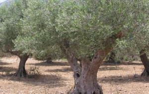 فوائد شجرة الزيتون