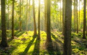 كيفية المحافظة على الغابات