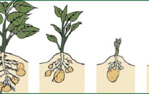 مراحل النمو عند النبات