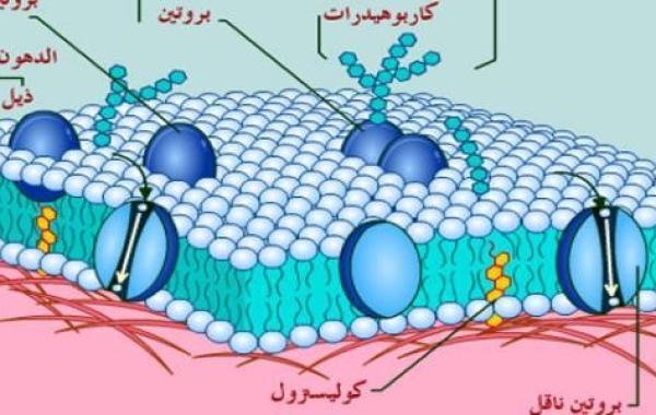 مم يتكون غشاء الخلية