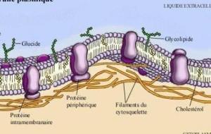 ما هي وظيفة غشاء الخلية