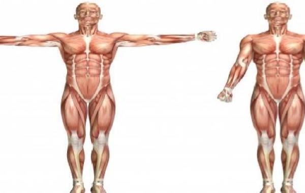 بحث عن الجهاز العضلي