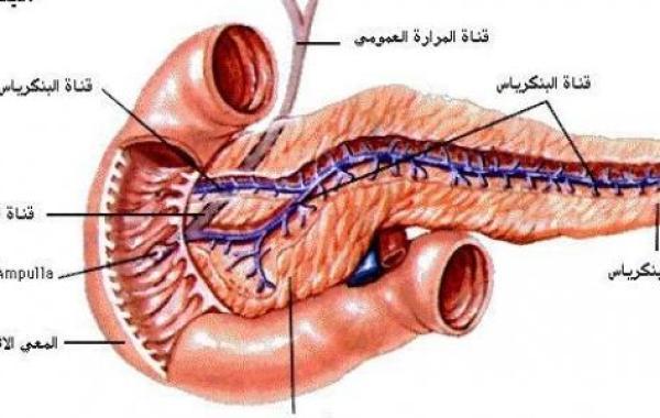 ما هو البنكرياس