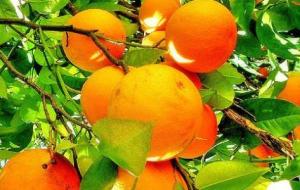 طريقة تخزين البرتقال