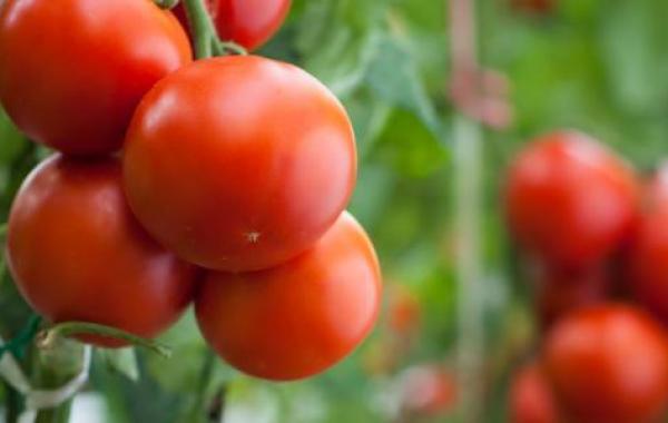 كيفية حفظ الطماطم في المجمد