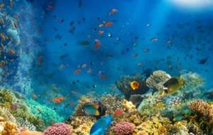 نبذة عن بحر المرجان