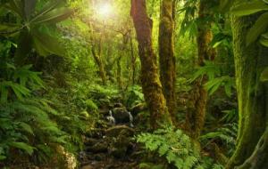 المخاطر التي تهدد الغابات الاستوائية