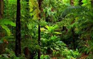 المخاطر التي تهدد غابة الأمازون