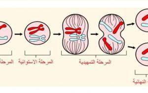 مراحل الانقسام المتساوي