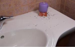كيفية التخلص من النمل الموجود في الحمام